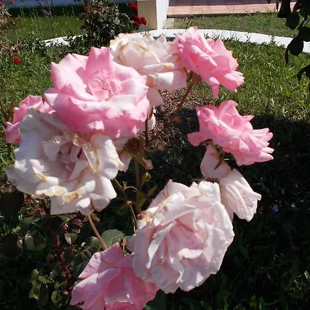 شقة Alba Mare أفيتوس