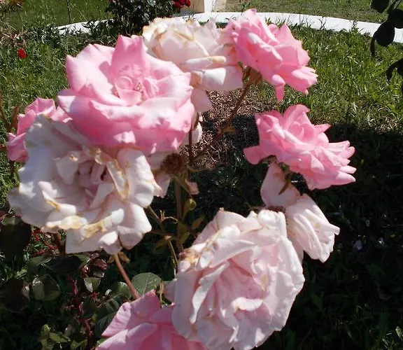 Apartman Alba Mare Áfitosz